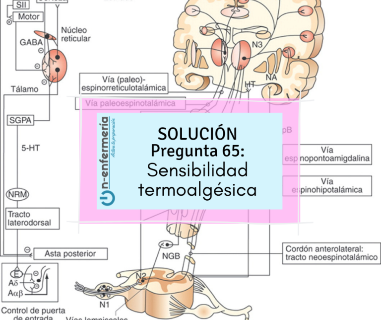 Oposición de enfermería 65: Sensibilidad termoalgésica