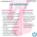 Infografía Hipófisis - Endocrino