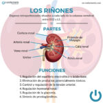 Infografía riñones