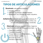 Infografía Tipo de articulaciones